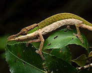 Two-Toned Soft-Nosed Chameleon