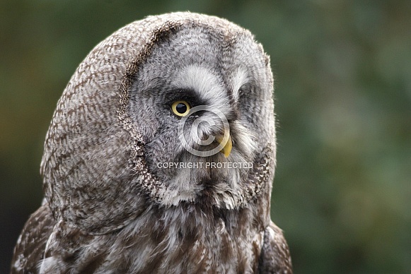 Great Grey Owl Great Grey Owl