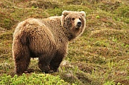 Brown Bear