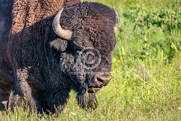 American Bison