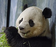 Giant Panda