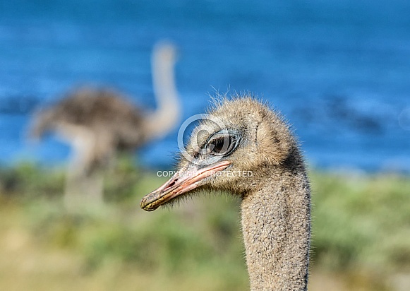 Ostrich Ostrich