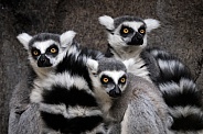 Ring-Tailed Lemur