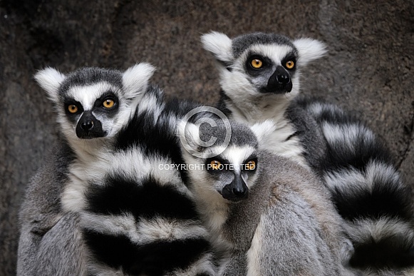 Ring-Tailed Lemur
