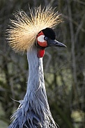 Grey Crowned Crane - Botswana