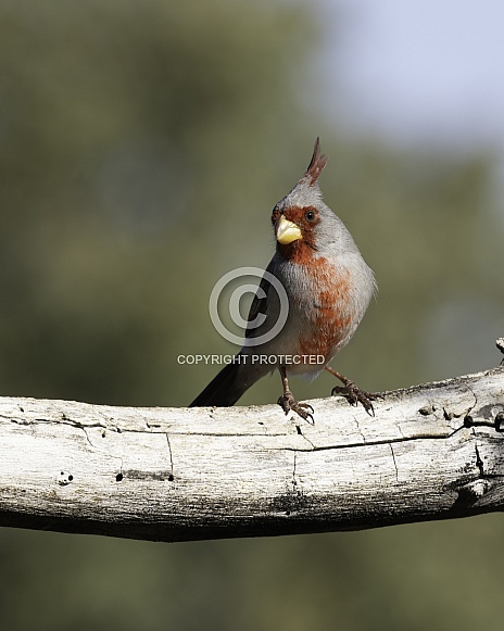 Female Northern Cardinal in Arizona