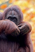Bornean orangutan (Pongo pygmaeus)