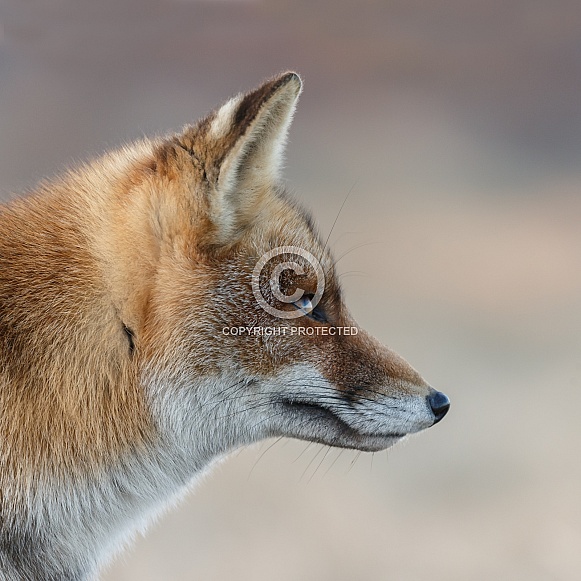 Red fox and cubs