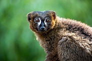 Red-bellied lemur (Eulemur rubriventer)