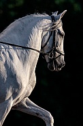 Andalusian Horse--Beauty and Power