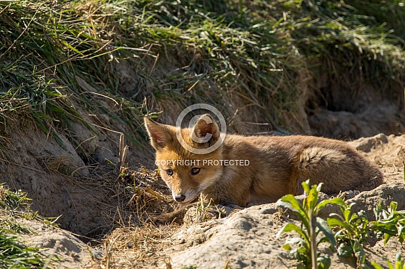 Red fox cub/cubs in nature
