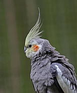 Cockatiel