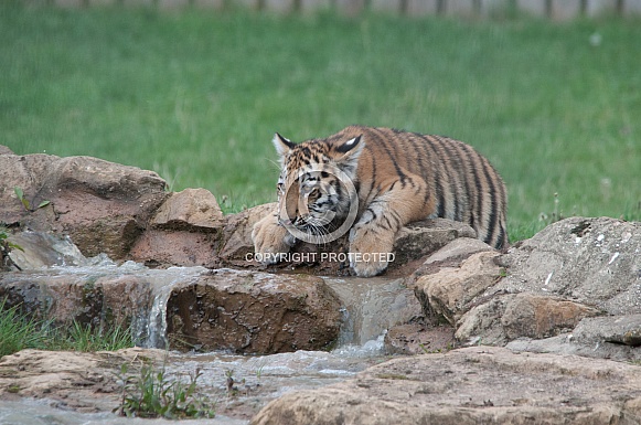 Amur Tiger Cub