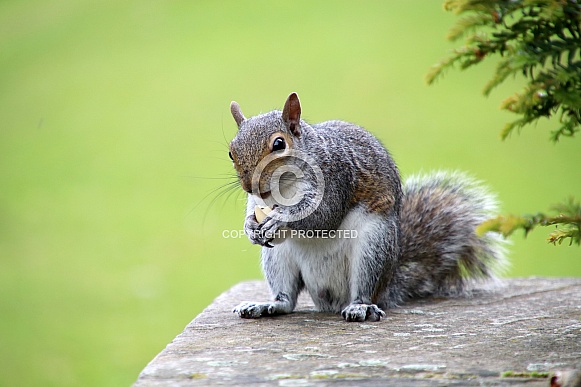 Eastern Grey Squirrel Eastern Grey Squirrel