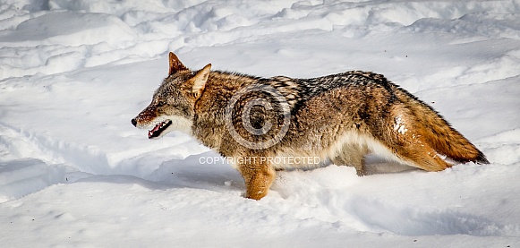 Coyote in winter snow Coyote in winter snow