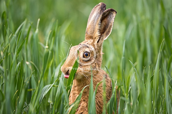 Brown Hare