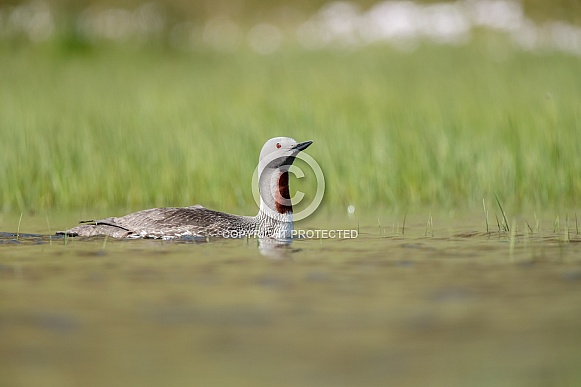 The red-throated loon (North America) or red-throated diver (Britain and Ireland)