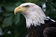 Bald eagle (Haliaeetus leucocephalus)