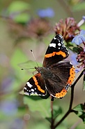 Red Admiral Butterfly (Vanessa atalanta)
