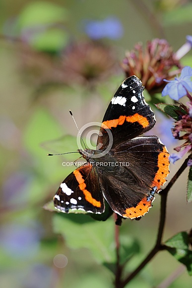 Red Admiral Butterfly (Vanessa atalanta)