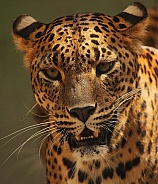 Sri lanka leopard