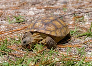 Baby Florida Gopher Tortoise - Gopherus polyphemus - eating plants and grass in native wild Sandhill habitat.  Front view with mouth open