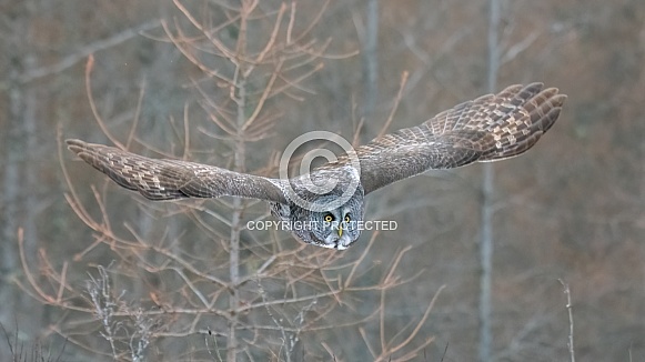 Great Grey Owl (Strix nebulosa) Great Grey Owl (Strix nebulosa)