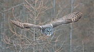 Great Grey Owl (Strix nebulosa)