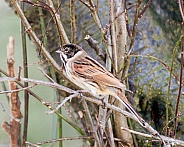 reed bunting male