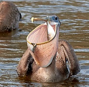 Brown Pelican