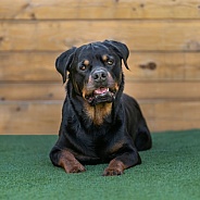 Rottweiler posing in front of a wood background