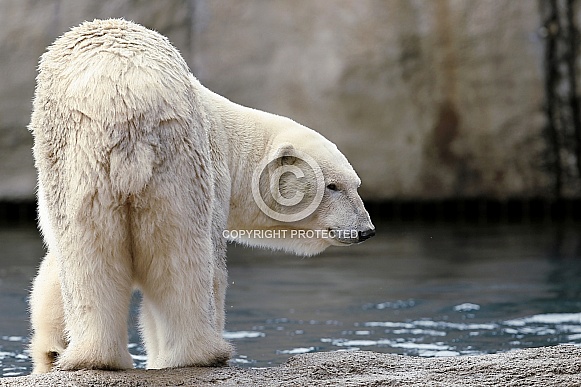 Polar Bear Polar Bear