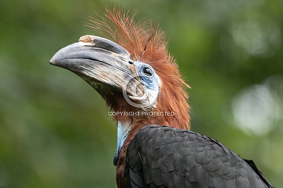 Close Up Black Casqued Hornbill Looking Upwards Close Up Black Casqued Hornbill Looking Upwards