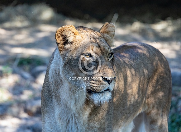 Female African Lions