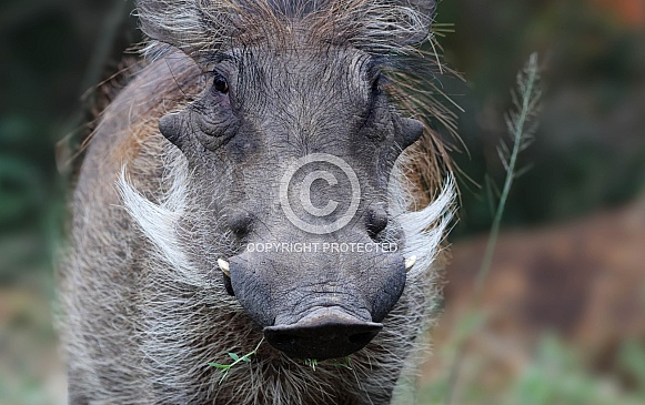 Phumba the warthog