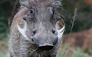 Phumba the warthog