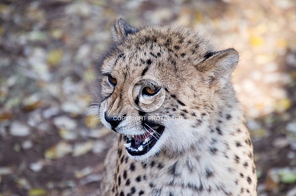 Cheetahs