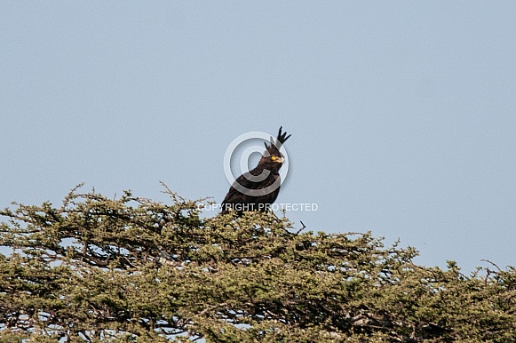 Long-crested Eagle