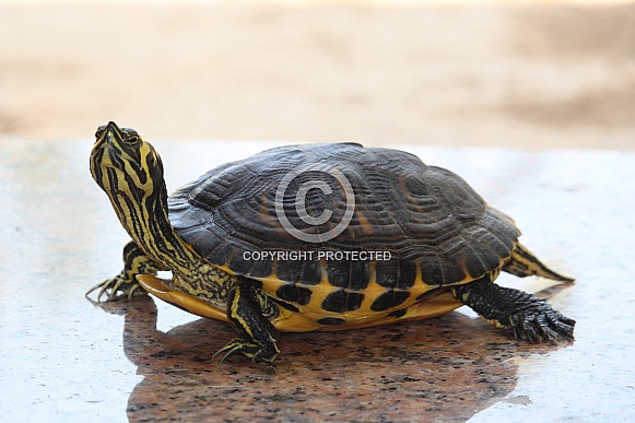 Yellow-bellied slider Turtle