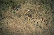 Young Servals Practising Ambush In Central Serengeti