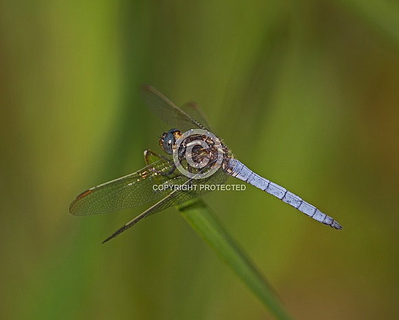 Keeled Skimmer Keeled Skimmer