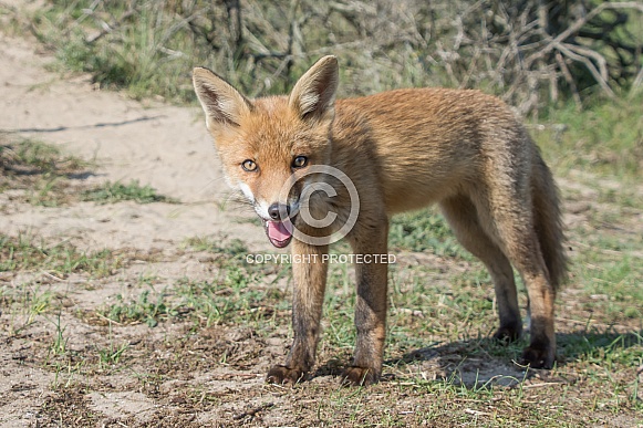 Red Fox
