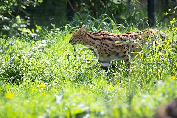 Serval