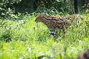Serval