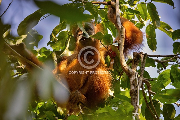 Sumatran orangutan in the nature habitat