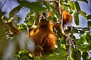 Sumatran orangutan in the nature habitat