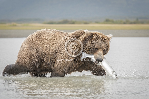 Brown Bear Brown Bear