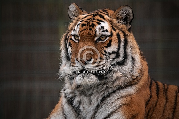 Amur Tiger Close Up