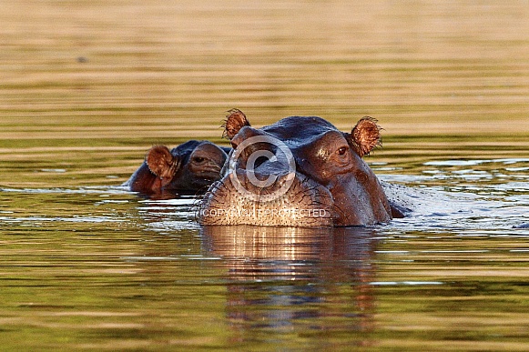 Hippopotamus Hippopotamus