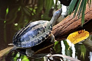 painted terrapin, painted batagur, or saw-jawed turtle (Batagur borneoensis)